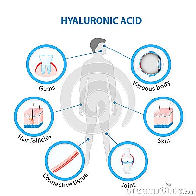 Hyaluronic Acid Vector Illustration