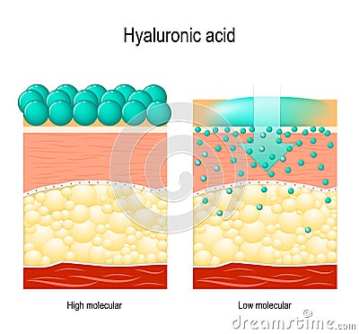 Hyaluronic acid. Hyaluronic acid in skin-care products. Vector Illustration