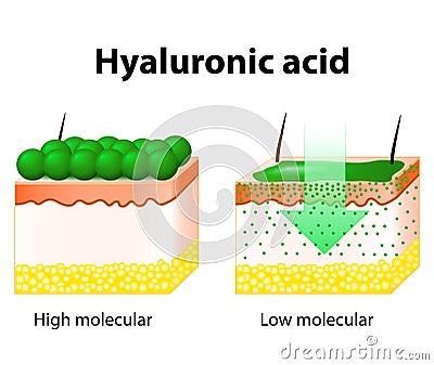 Hyaluronic acid Vector Illustration