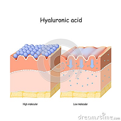 Hyaluronic acid in skin-care products. Low molecule and High molecular Vector Illustration