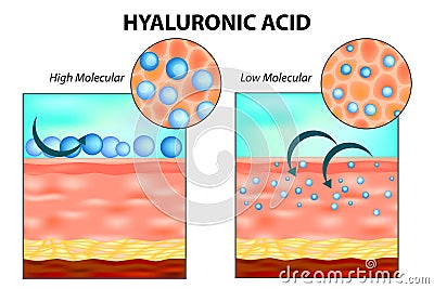 Hyaluronic acid in skin. Vector Illustration