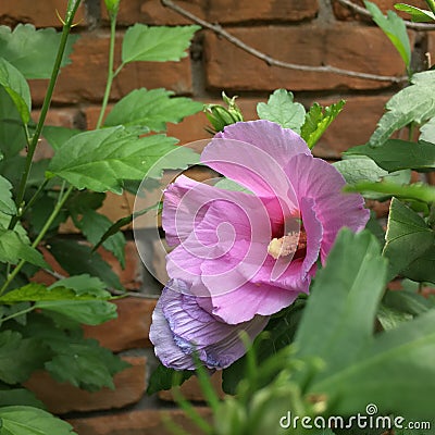 Hybiscus flower 2 Stock Photo