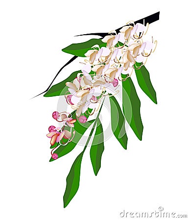 Hybrid of Cassia Fistula Flower Isolated on White Background Vector Illustration