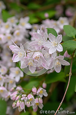 Hybrid Deutzia x rosea Campanulata, pinkish-white flowers in close-up Stock Photo