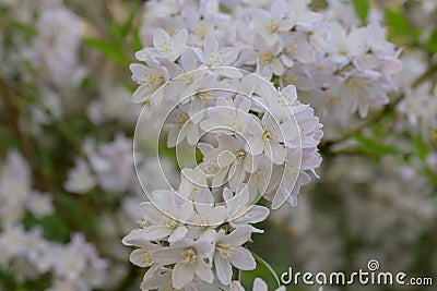 Hybrid Deutzia x rosea Campanulata, with small white flowers Stock Photo