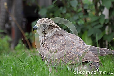 Hybrid falcon (Gyrfalcon + Peregrin). Stock Photo