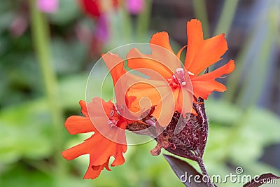 Maltese cross, Lychnis x arkwrightii Vesuvius, orange-red flowers Stock Photo