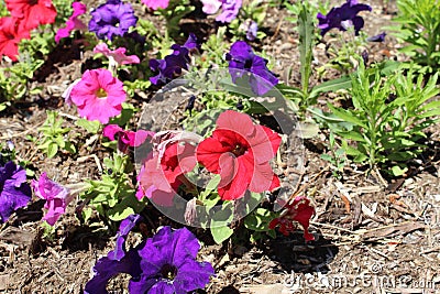 Hybrid petunia Stock Photo