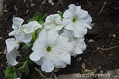 Hybrid petunia with white flowers in May Stock Photo