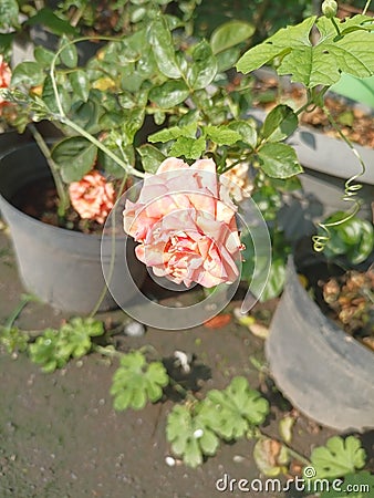 hybrid roses grown as ornamentals in private or public gardens Stock Photo
