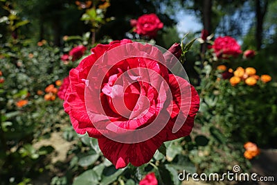 Hybrid tea rose cultivar Red Intuition Stock Photo