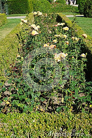 Hybrid tea rose, Rosa 'Henrietta', blooms with yellow to red flowers in July in the park. Berlin, Germany Stock Photo