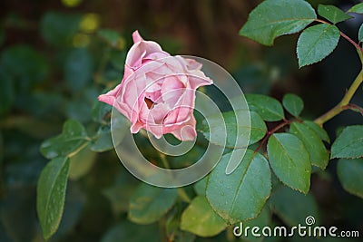 Hybrid tea rose, Rosa 'Mainzer Fastnacht' blooms with silvery, lilac colored flowers in July. Potsdam Stock Photo