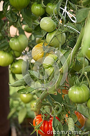 Hybrid tomato `Sarra F1` in a greenhouse on a branch Matures a new crop large ribbed fruits of a delicious vegetable vertical fram Stock Photo