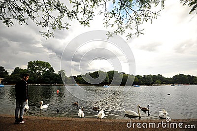 People feeding swans and geese in Hyde Park , London , England Editorial Stock Photo