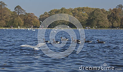 Hyde Park, London - ducks and seagulls floating on blue waters. Stock Photo