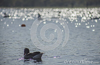 Hyde Park, London - ducks swimming on a shiny water. Stock Photo
