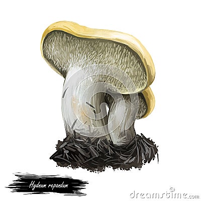 Hydnum repandum sweet tooth, wood hedgehog mushroom, basidiomycete fungus of family Hydnaceae isolated on white. Digital art Cartoon Illustration