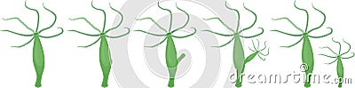 Hydra Asexual Reproduction Budding Scheme. Educational material for lesson of zoology Vector Illustration