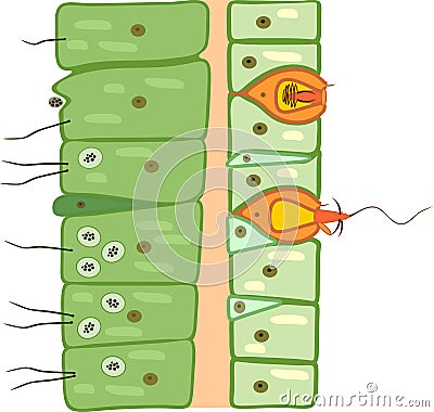 Hydra body wall structure. Educational material for lesson of zoology Vector Illustration