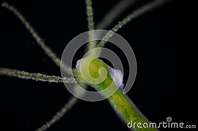 Hydra is a genus of small animals Stock Photo
