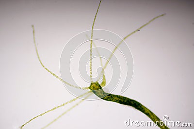 Hydra is a genus of small animals Stock Photo