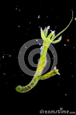 Hydra is a genus of small, fresh-water animals of the phylum Cnidaria and class Hydrozoa under the microscope. Stock Photo
