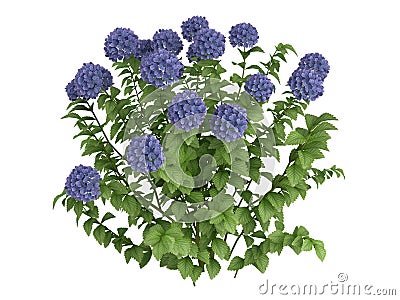 Hydrangea Stock Photo