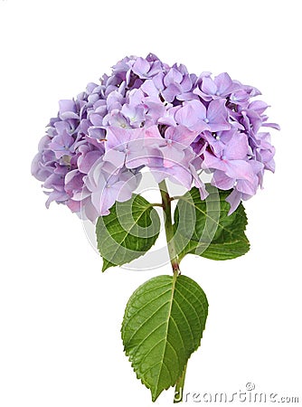 Hydrangea Stock Photo