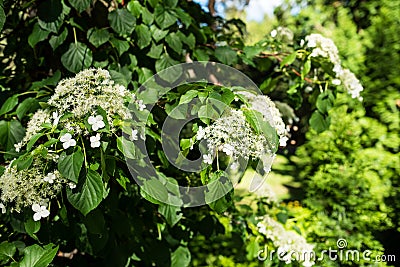 Hydrangea anomala subst. petiolaris, closeup image Stock Photo