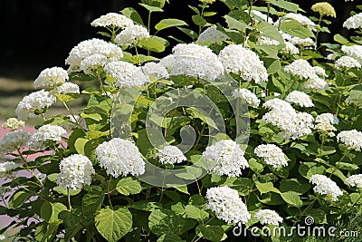 Hydrangea arborescens or Smooth hydrangea with white flowers and green foliage in garden Stock Photo