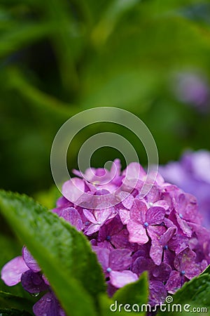 Hydrangea blooming in the rainy season Stock Photo