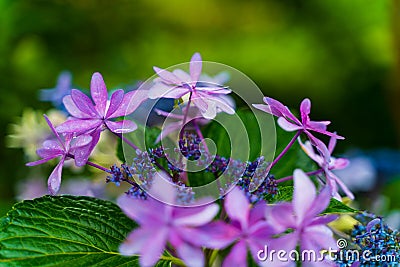 Hydrangea blooming in the rainy season Stock Photo