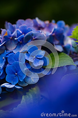 Hydrangea blooming in the rainy season Stock Photo