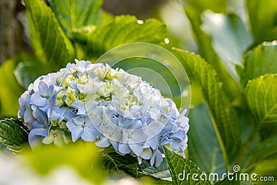 Hydrangea in blooming season, blue and white flower, at Azores islands Stock Photo