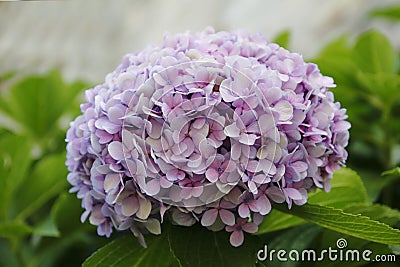 Hydrangea blossom, mauve, blue, pink, pink ones Stock Photo