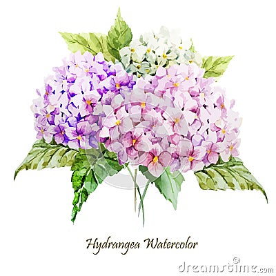 Hydrangea bouquet Vector Illustration