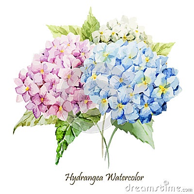 Hydrangea bouquet Vector Illustration