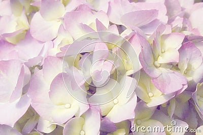 Hydrangea close up with soft , grainy, high key effect Stock Photo