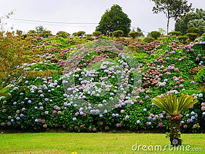 Hydrangea clump in Alameda Tropical Garden in furnas town on the island of Sao Miguel in the Azores Stock Photo
