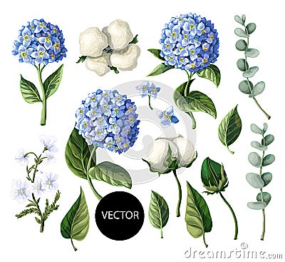 Hydrangea, cotton flowers and eucalyptus branch isolated on white background. Vector illustration Vector Illustration