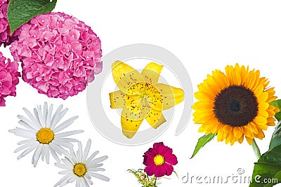 Hydrangea, Daisies, a Yellow Tiger Lily, a Magenta Anemone Coronaria and a Sunflower Isolated Stock Photo