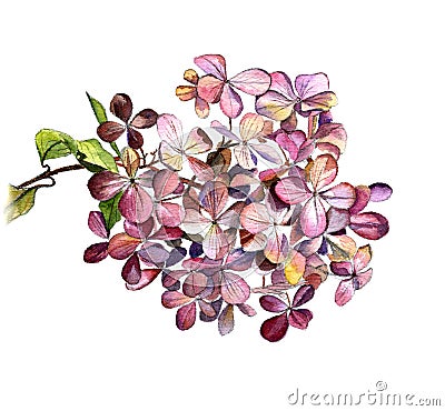 The hydrangea flower on a branch, watercolor Botanical sketch on a white background. Isolate. Stock Photo