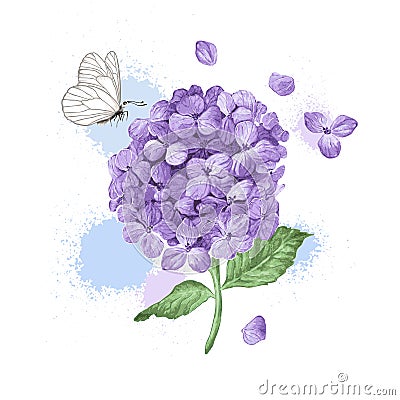 Hydrangea flower, butterfly and splashes in watercolor style isolated on white background. For greeting cards, prints. Vector Illustration