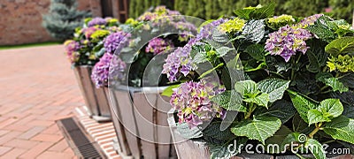 hydrangea flower sprin Stock Photo