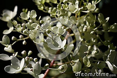 Hydrangea in the flowering beginning. Stock Photo