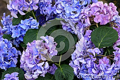 Hydrangea flowers Stock Photo