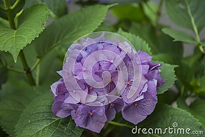 Hydrangea with violet petals colors Stock Photo