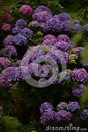 Hydrangea flowers Stock Photo