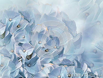 Hydrangea flowers. light blue background. floral collage. flower composition. Close-up. Stock Photo
